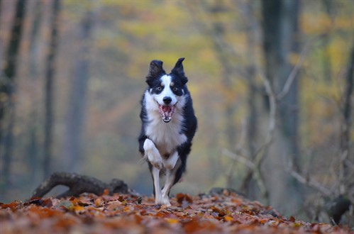running dog autumn