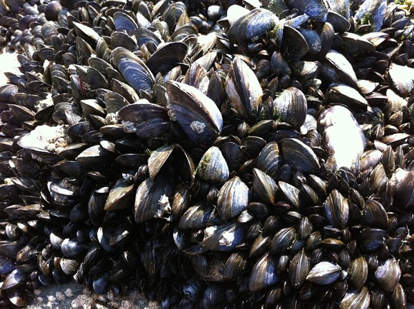 Mussels 262444 960 720