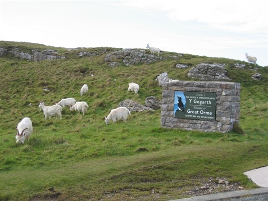 Great Orme goats