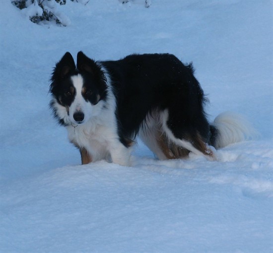 Bryn the dog in snow
